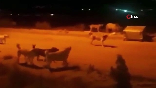 So landeten die Bärenmutter und ihre beiden Jungen im Bezirkszentrum