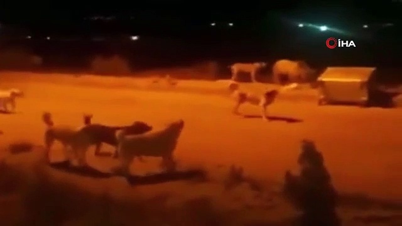 So landeten die Bärenmutter und ihre beiden Jungen im Bezirkszentrum