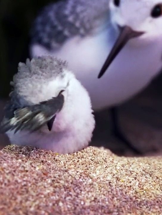 Animal video