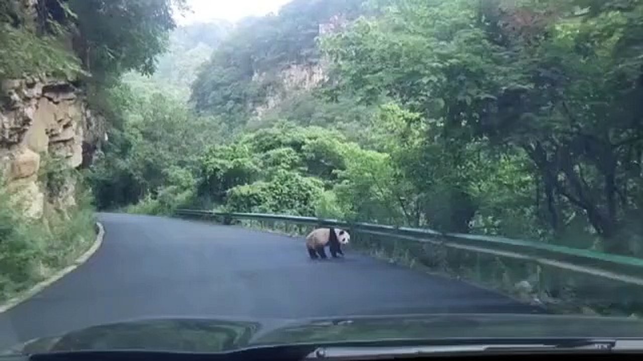 Un panda sauvage repéré sur la route dans les montagnes Qinling en Chine