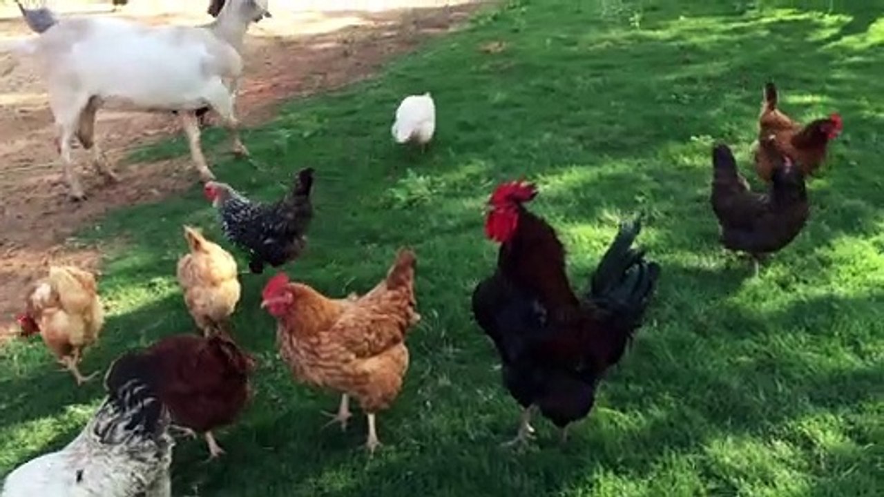 pexels_videos
