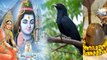 Kokila Vrat 2023 Date : कोकिला व्रत शुभ मुहूर्त और पूजा विधि | Kokila Vrat Shubh Muhurat Puja Vidhi