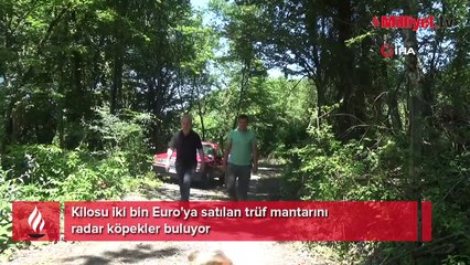 Kilosu 2 bin euro! Köpekler buluyor