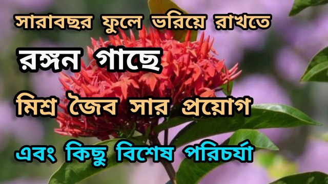 সারাবছর ফুল পেতে রঙ্গন গাছে সার প্রয়োগ এবং পরিচর্যা । Ixora Plant care । Rongon flower care