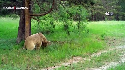 Ayılar neden kaşınıyor? "50 metre çapındaki hiçbir ağaca dokunulmayacak"