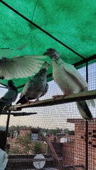 Madrasi Breed Pigeons Setup
