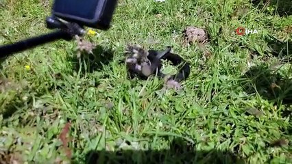 मशरूम ढूंढते समय मिला जहरीला बैरन वाइपर