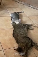 Try Not To Laugh Challenge  Funny Cats and Dogs 2023  Part 1