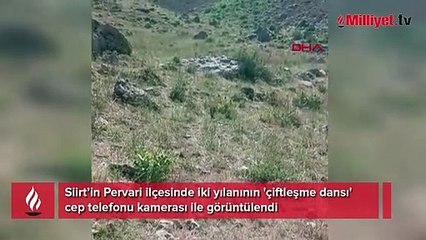 Yılanların dansı kamerada