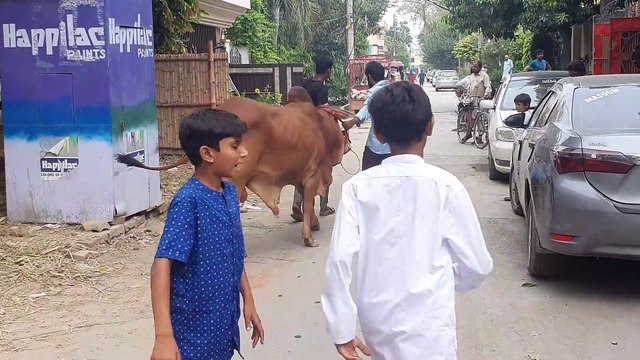 COW QURBANI 2023 | BAKRA QURBANI 2023 | BAKRA EID VLOG | QURBANI 2023 | HEAVY BULL QURBANI