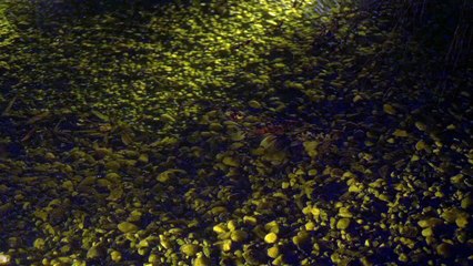 pexels-radek-černý-8105602 (1080p)