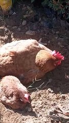 São  muito  maravilhosas ❤