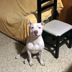 Rocco, ¡toma el control de tu salud con el medidor de glucosa! 🩺