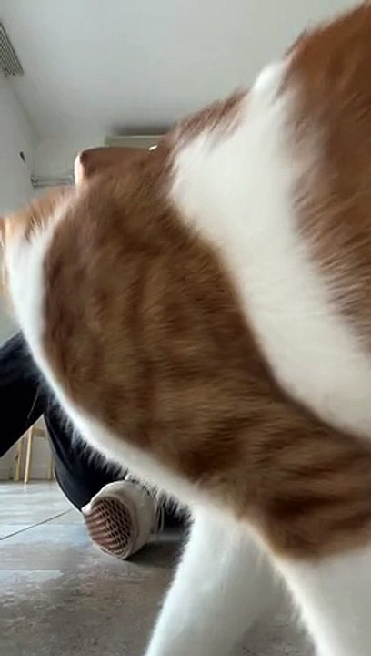 Roger Gets Mad When Grooming Is Finished