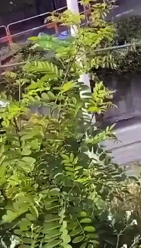 Les images de la fusillade du jeune de 17 ans, qui était à l'origine des événements en France, sont apparues