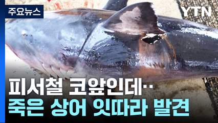 본격 피서철 코앞인데...동해안에서 죽은 상어 잇따라 발견 / YTN