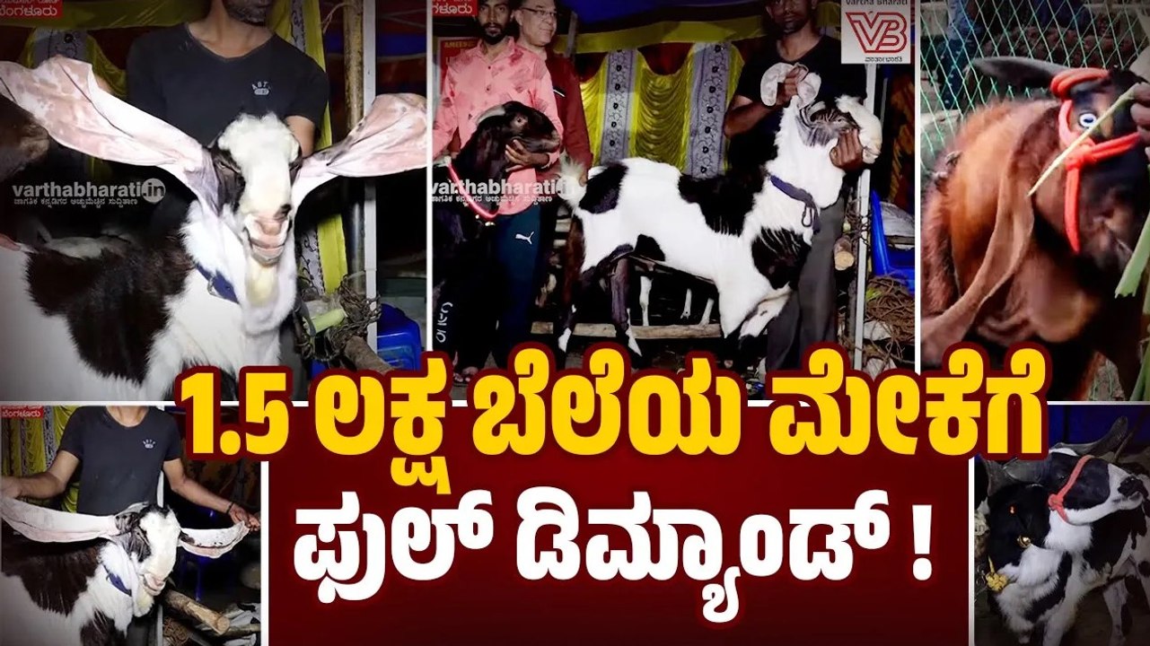 "ಬಕ್ರೀದ್ ಹಬ್ಬ ಬಂದ್ರೆ, ಕುರಿಗೆ ರೇಟ್ ಜಾಸ್ತಿಯಾಗುತ್ತೆ.." | A goat worth 1.5 lakhs | Bengaluru