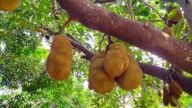 Vlog 18 | বাংলা চটি গল্প | Review of the national fruit jackfruit planted in our village home @Alisha