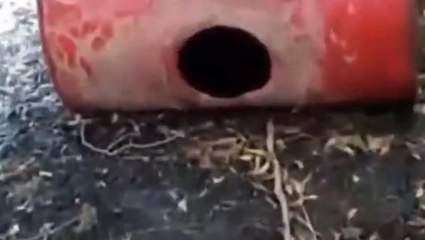 भोजपुर: शराब के खिलाफ चलाया गया छापेमारी अभियान, हजारों लीटर अर्ध निर्मित शराब हुआ नष्ट