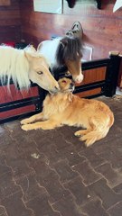 Mini Horse Kisses Golden Retriever