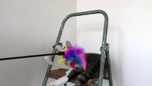 Funny Cat Plays on a Ladder (1)