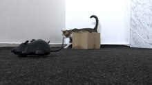 Funny Cat Reaction to Toys