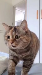 cat Cutest thing you'll see today