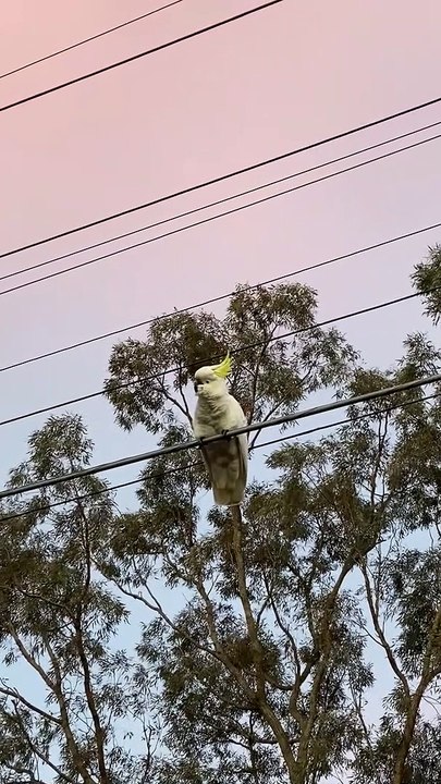 A Lost Cockatoo That Can Talk