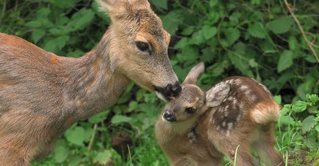 Un été nature en France sur Ushuaïa TV