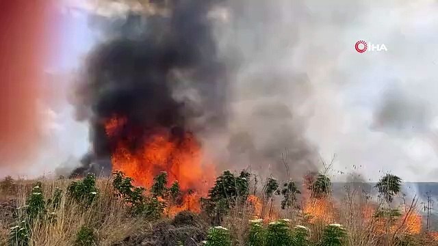 47 acres de blé, qui devaient être récoltés après 3 jours, se sont rendus aux flammes