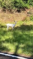 Albino Whitetail Deer