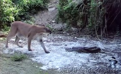 Dangerous Invaders 03 - Panther fights Python