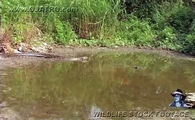 Dangerous Invaders 01 - Python fights Alligator