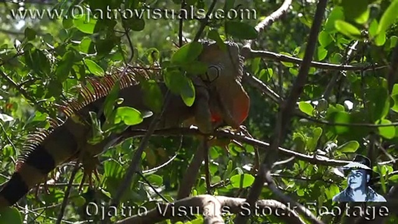 Green Iguanas Bask 01 Slow Motion