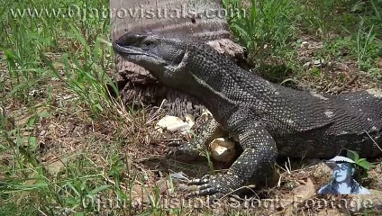 Monitor Plunders Python Nest 02