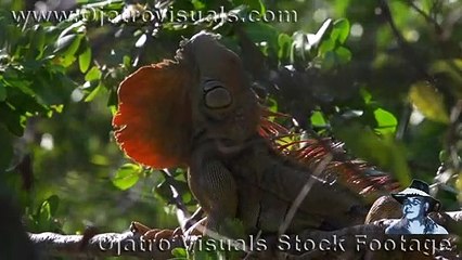 Green Iguanas Bask 03 Slow Motion
