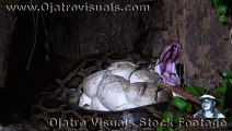 Rat Stalks Python Nest 01 Footage