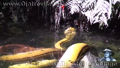 Python Eats Goat 03 Footage