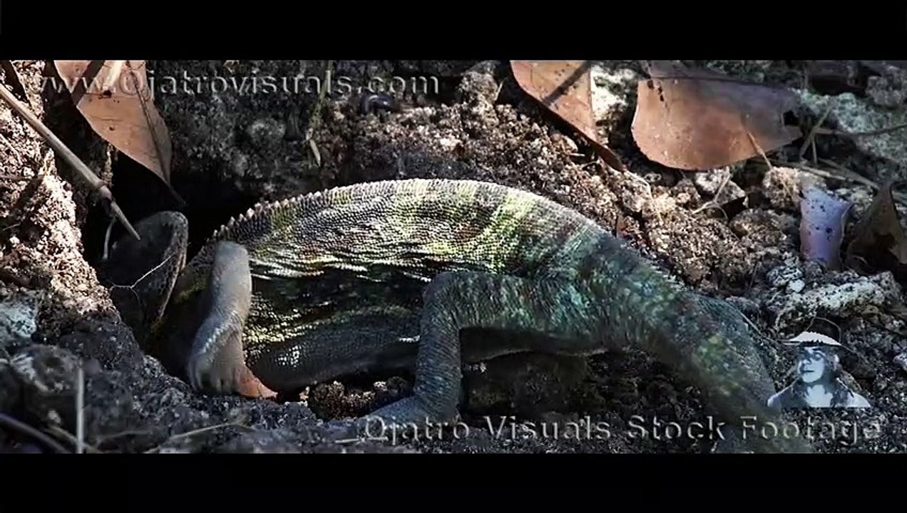 Veiled Chameleon Nesting 01