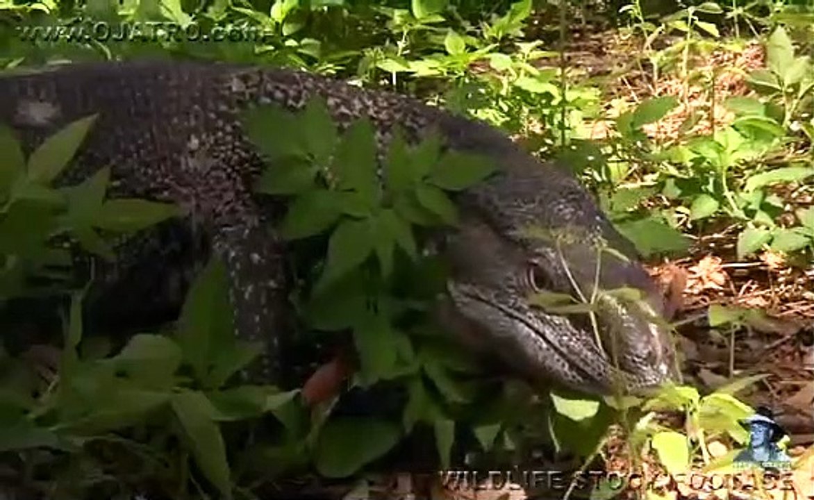 Dangerous Invaders 13 - Monitor eats Python