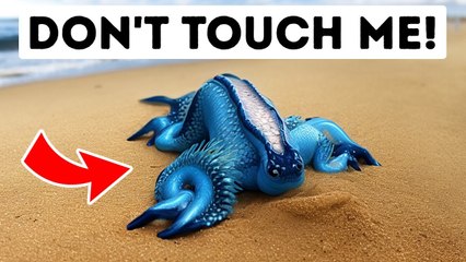 If You See This Creature On The Beach, Keep Your Distance