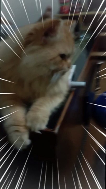 My cute cat 