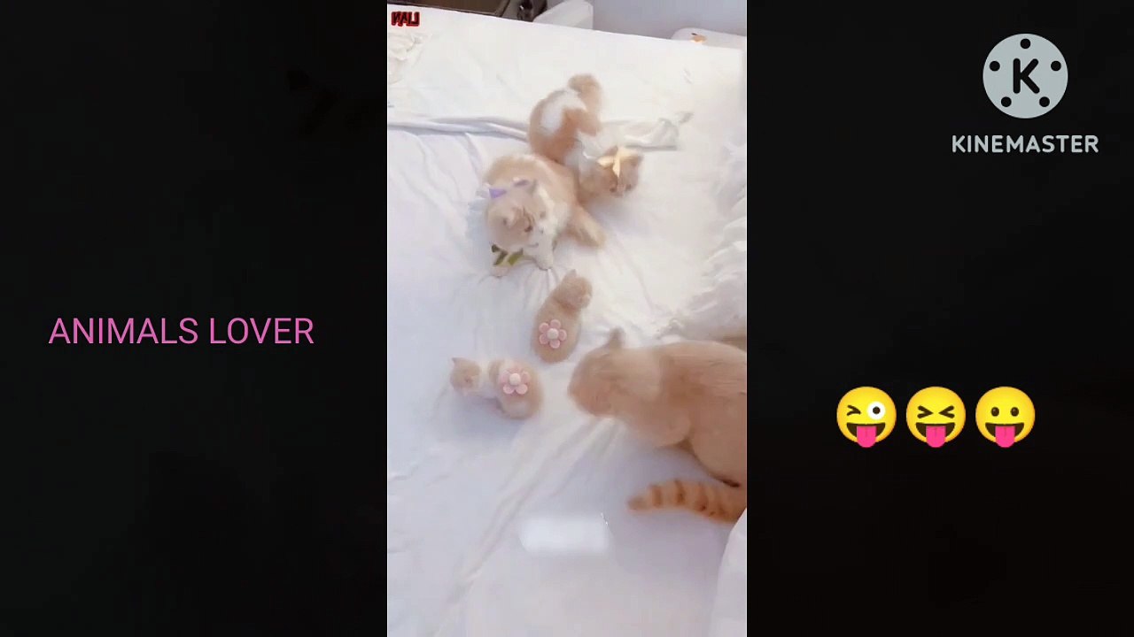 Cuts cat#baby cat#funny baby cat lover