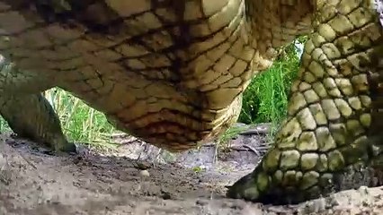 Here's What Crocodiles Do Before They Go Into the Water