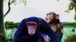 People Have Found Unusual Things That Chimpanzees Do
