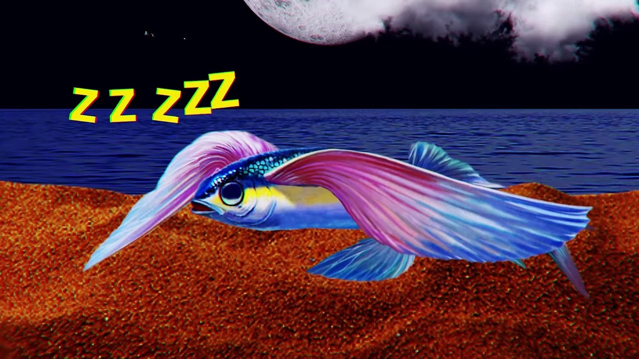 Sea Predators Hate This Fish and Here Is Why