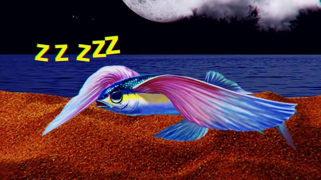 Sea Predators Hate This Fish and Here Is Why