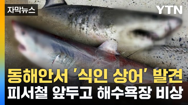 [자막뉴스] '식인 상어' 동해안 곳곳서 발견...피서철 앞두고 비상 / YTN