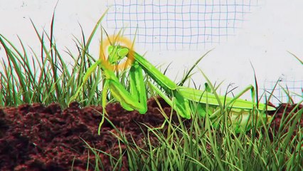 This Is What All Mantises Are Afraid of