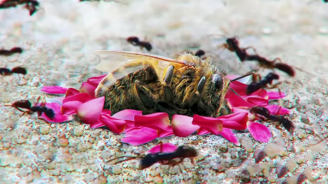 This Is What Ants Do With a Dead Bee